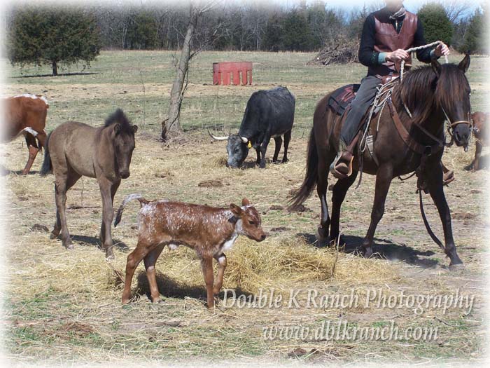 Double K Ranch Cattle